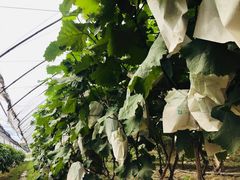 -马陆小张葡萄园农家乐