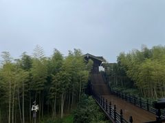 -大唐贡茶院