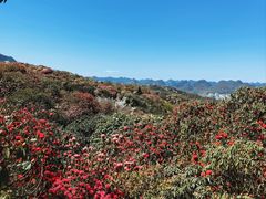 -贵州百里杜鹃风景名胜区