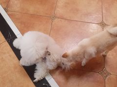 -more than meow吴止猫主题餐厅(承德 中船汇店)