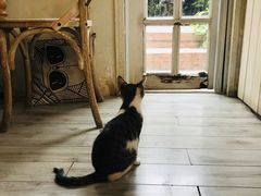 -海边的猫和咖啡馆