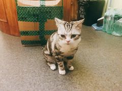 -猫色咖啡·猫咖