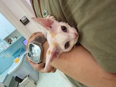 -纳吉亚猫专科动物医院·北北分院