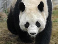 -都江堰中华大熊猫苑