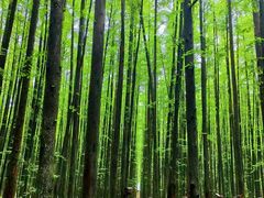 -山王坪喀斯特国家生态公园
