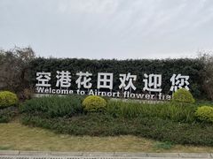 -空港花田景区