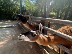 -鄂尔多斯野生动物园