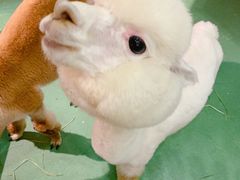 -藦茜花园宠物主题亲子互动体验馆(国顺东路店)