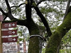 -黄鹤楼
