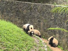 -都江堰中华大熊猫苑