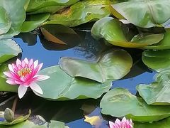 -莲花山花海