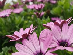 -春花秋色城市公园