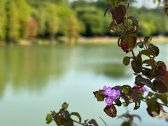 -中国科学院华南植物园