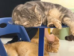 -平行世界·猫咖(首经贸店)