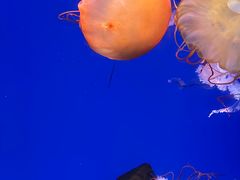 -海合安青岛极地海洋公园