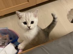 -菲尔斯特宠物医院