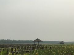 -西青郊野公园