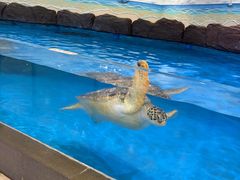 -芜湖新华联大白鲸海洋公园