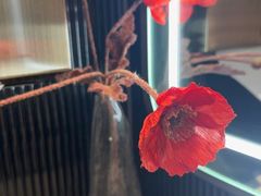 -次第花开素食雅宴