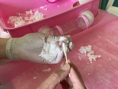 -北京观赏动物医院·24小时大型综合·猫专科·异宠专科