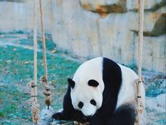 -上海野生动物园