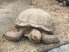 -灵玲国际马戏城