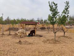 -莱阳濯村樱花园