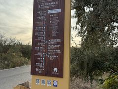 -金塔沙漠胡杨林景区