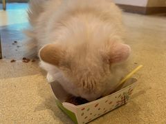 -藏猫猫咖啡主题馆(中央大道店)