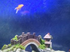 -沙沙哗啦海洋馆(华宇百花谷店)