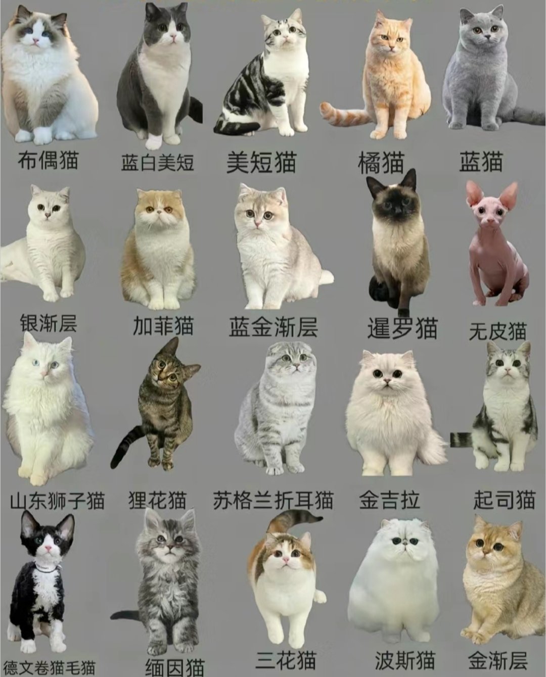 大猫和小猫图谱图片