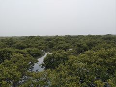 -北海金海湾红树林生态旅游区