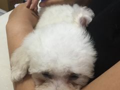 -瑞派宠物医院·24h·骨外科·皮肤科·全科宠物医疗转诊中心(沈阳浑南院)