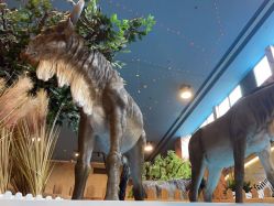 -卡通尼·Safari非洲探索乐园·生日会(金桥国际商业广场店)