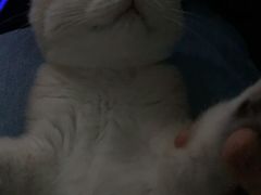 -东方名猫馆·英短金渐层布偶猫舍(环线广场1号楼店)