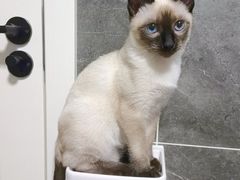 -欣宠猫屋·矮脚拿破仑·蓝金金渐层