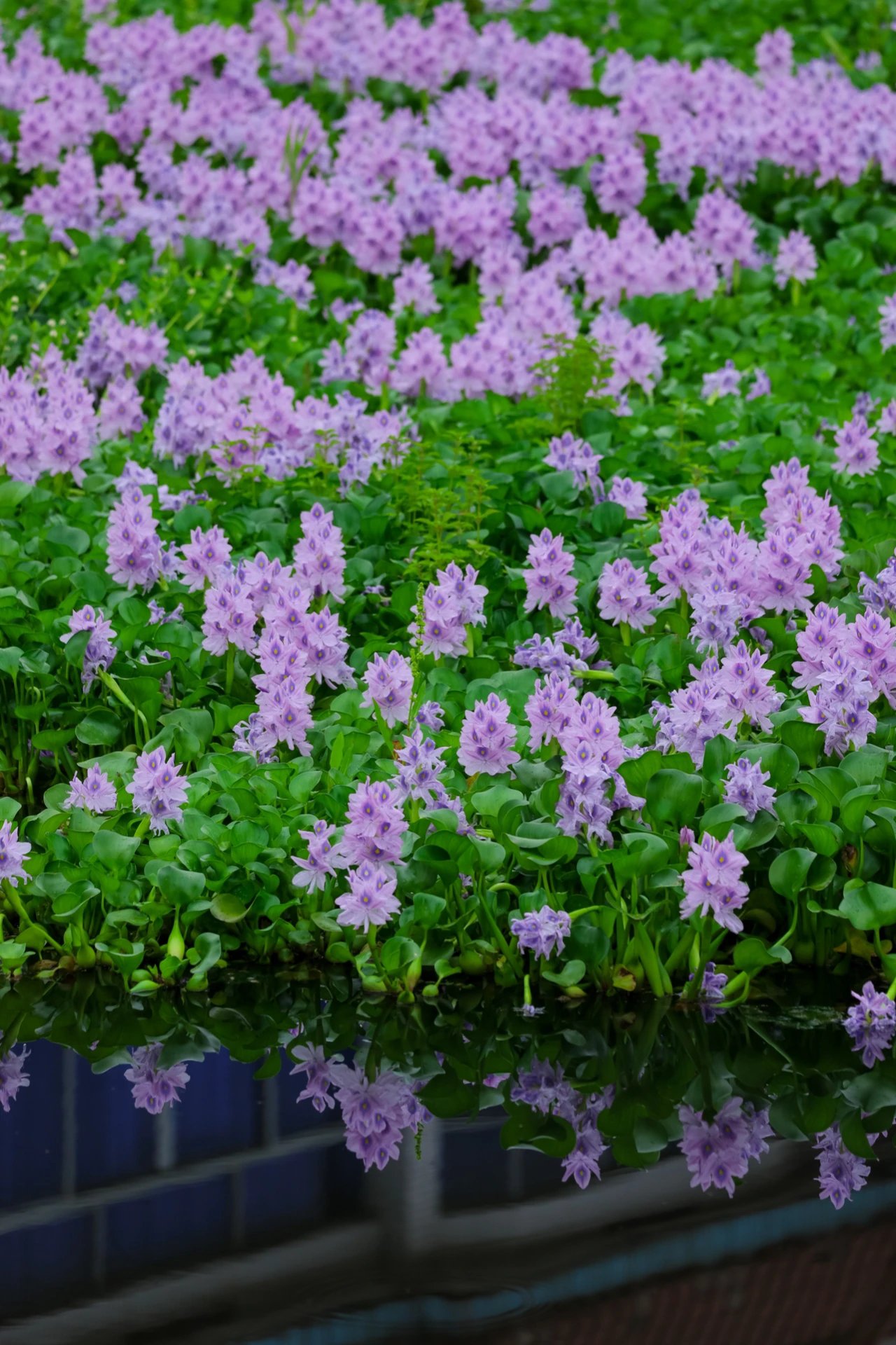 水葫芦开花 寓意图片