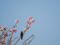 -海珠湖公园