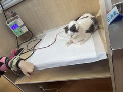 -北京观赏动物医院·24小时大型综合·猫专科·异宠专科