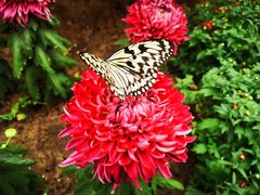 -北京国际鲜花港