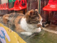 -猫街饭团(顶澳仔猫街店)