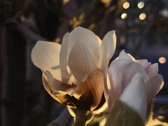 -丽江悦榕庄酒店-明月·雪山庭院餐厅