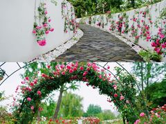 -鹅湖玫瑰文化园