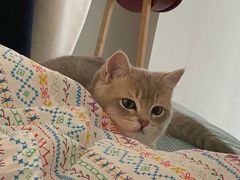 -东方名猫馆·英短金渐层布偶猫舍(环线广场1号楼店)