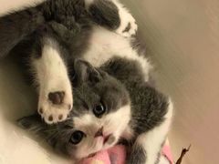 -喵zoo家庭繁育猫舍(尖东智能花园店)