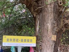 -大慈岩风景区