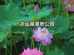 -沐仙湖湿地公园