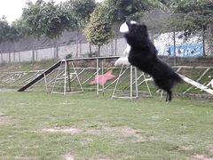 -良成狗狗乐园