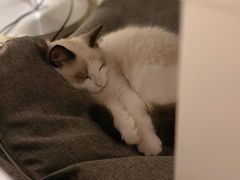 -lincat·猫舍(广州店)