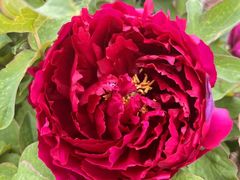 -洛邑九州·九州面莊